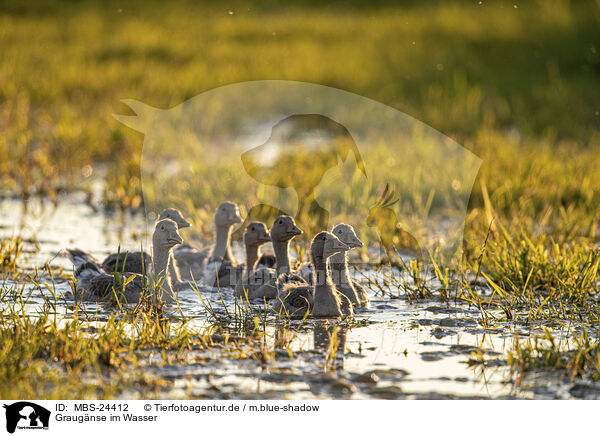 Graugnse im Wasser / MBS-24412