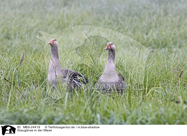 Graugnse in der Wiese / Grey geese in the meadow / MBS-24419