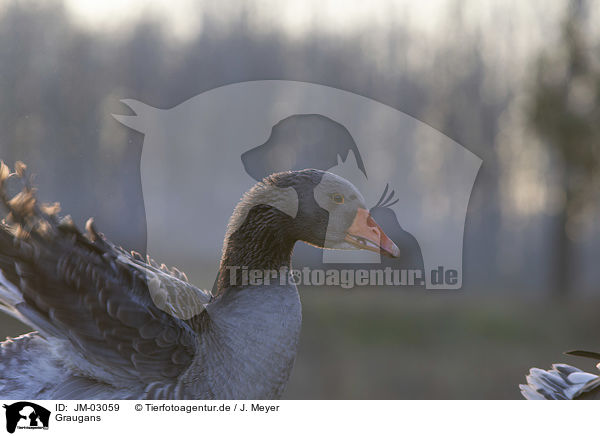 Graugans / greylag goose / JM-03059
