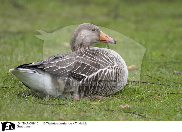 Graugans / Gray Goose / THA-08816