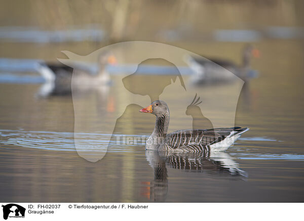 Graugnse / greylag geese / FH-02037