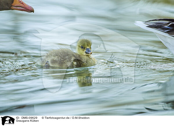 Graugans Kken / greylag goose chick / DMS-09629