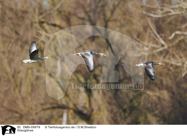 Graugnse / greylag geese / DMS-09979