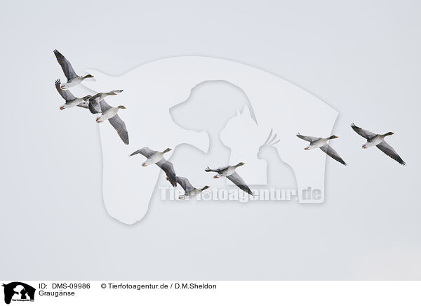 Graugnse / greylag geese / DMS-09986
