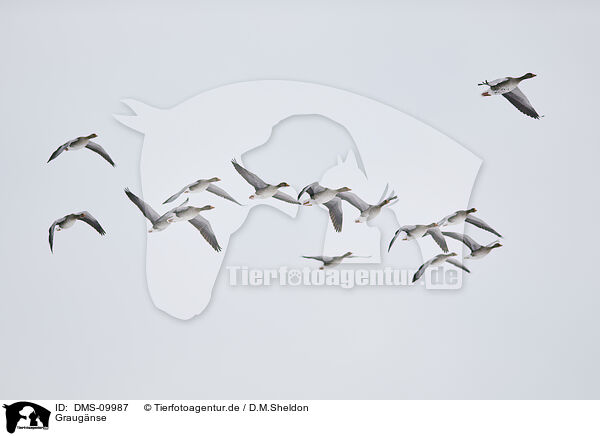 Graugnse / greylag geese / DMS-09987