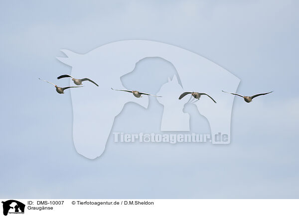 Graugnse / greylag geese / DMS-10007