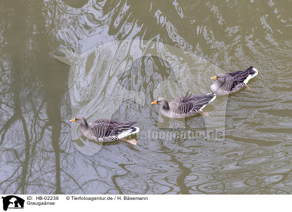 Grauganse / greylag geese / HB-02238