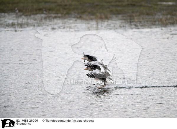 Graugnse / greylag geese / MBS-26096