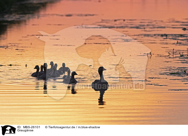 Graugnse / greylag geese / MBS-26101
