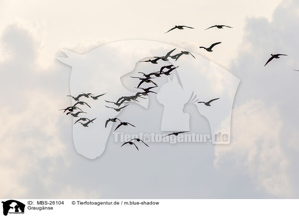 Graugnse / greylag geese / MBS-26104