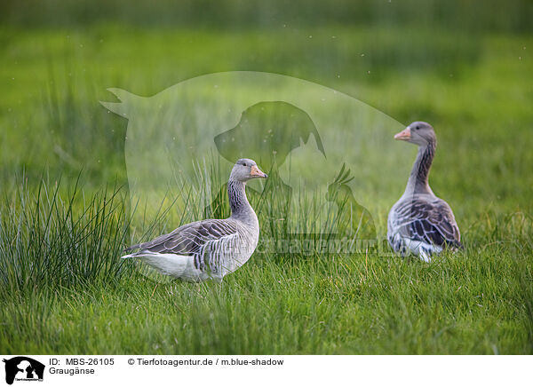 Graugnse / greylag geese / MBS-26105