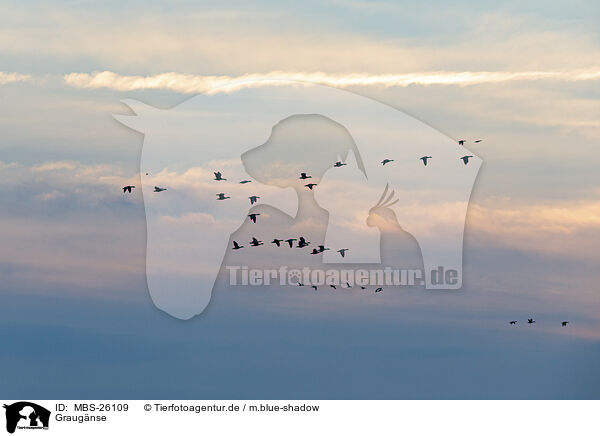 Graug�nse / greylag geese / MBS-26109