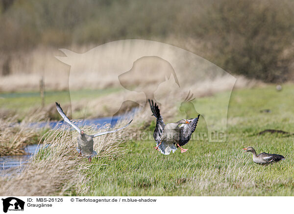 Graugnse / greylag geese / MBS-26126
