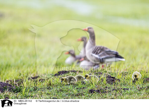 Graugnse / greylag geese / MBS-26142
