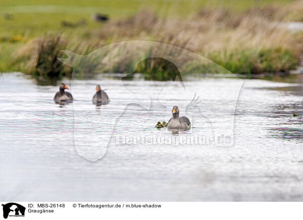 Graugnse / MBS-26148