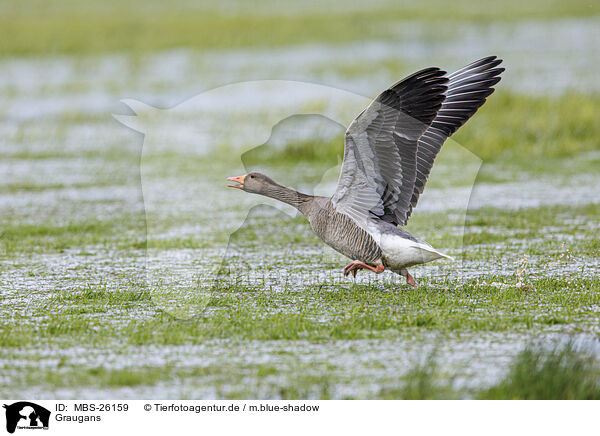 Graugans / greylag goose / MBS-26159