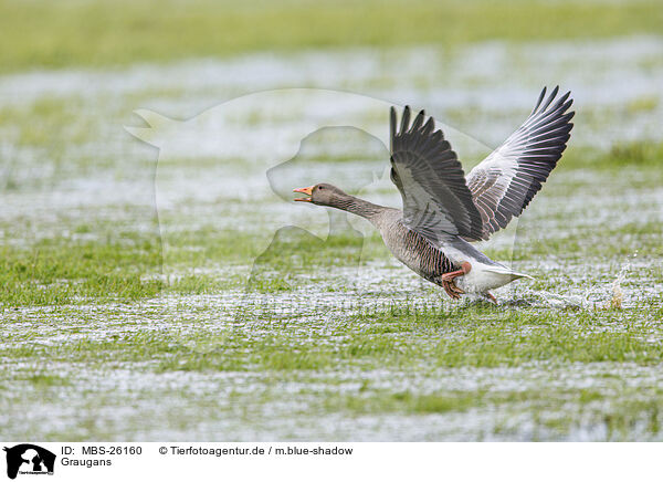 Graugans / greylag goose / MBS-26160