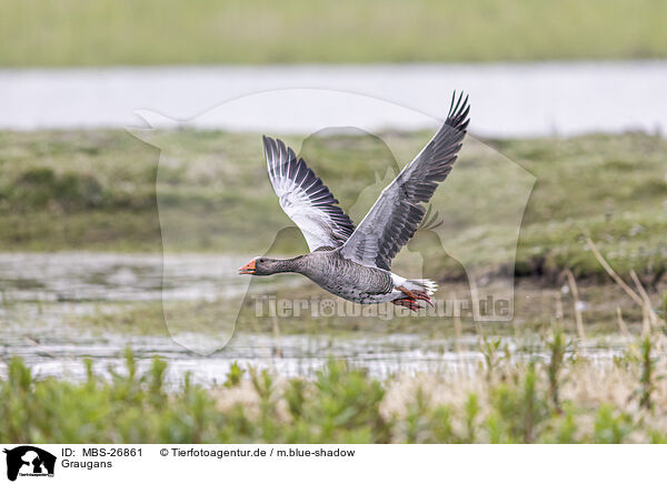 Graugans / greylag goose / MBS-26861