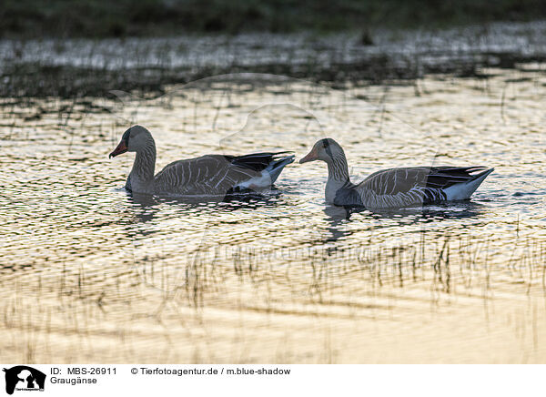 Graugnse / greylag geese / MBS-26911
