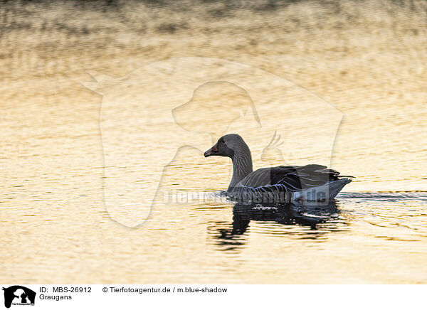 Graugans / greylag goose / MBS-26912