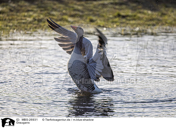 Graugans / greylag goose / MBS-26931