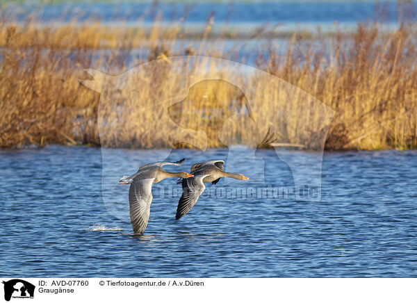 Graugnse / greylag geese / AVD-07760