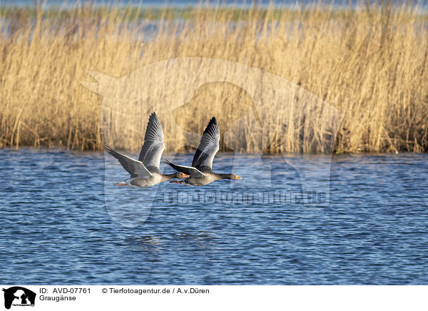 Graugnse / greylag geese / AVD-07761