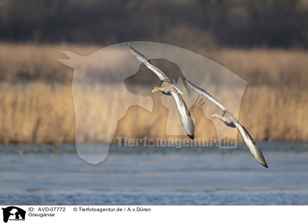 Graugnse / greylag geese / AVD-07772