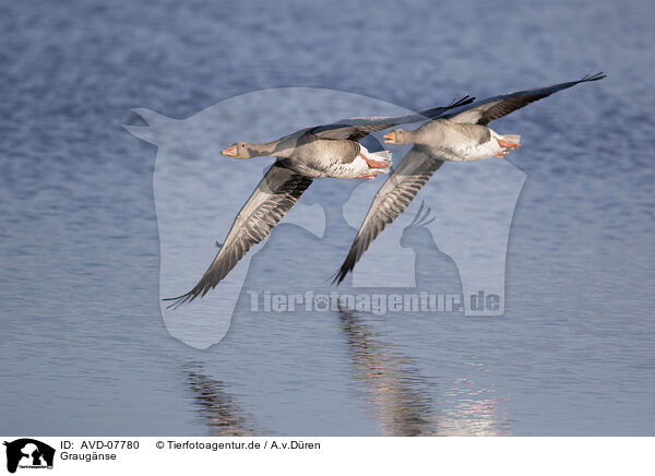 Graugnse / greylag geese / AVD-07780