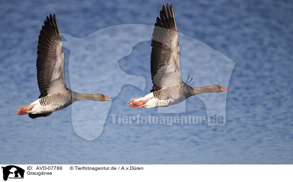 Graugnse / greylag geese / AVD-07788