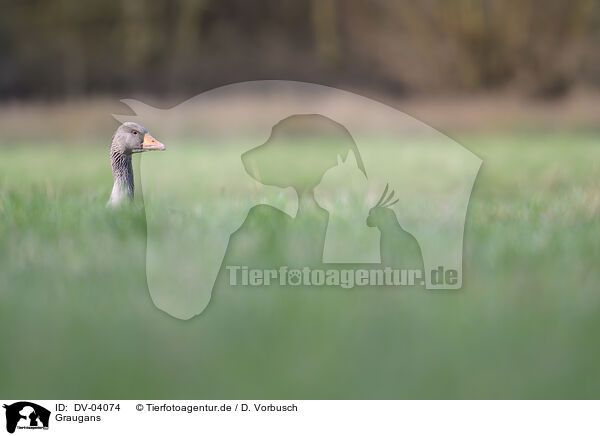 Graugans / greylag goose / DV-04074