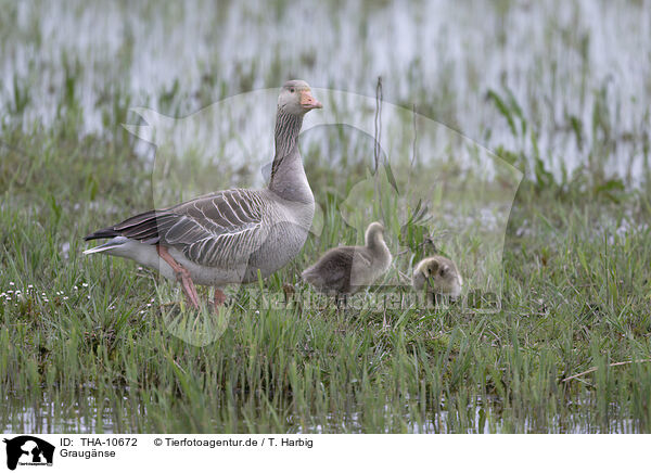 Graugnse / greylag geese / THA-10672