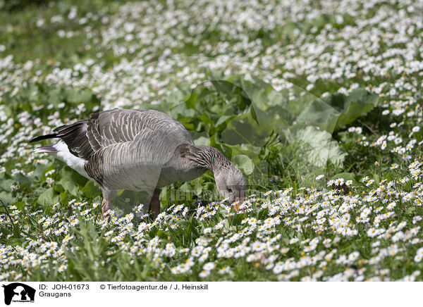 Graugans / Greylag goose / JOH-01673