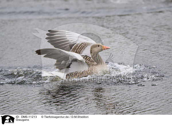 Graugans / greylag goose / DMS-11213