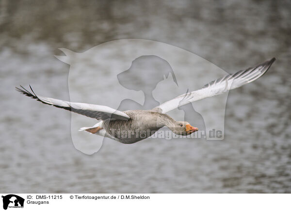Graugans / greylag goose / DMS-11215