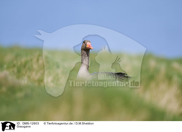 Graugans / greylag goose / DMS-12603
