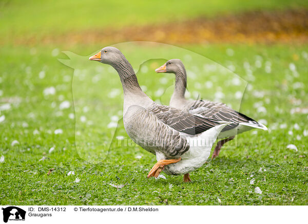Graugans / greylag goose / DMS-14312