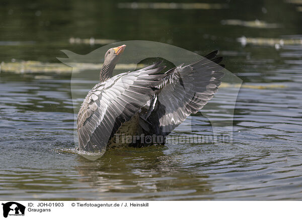 Graugans / greylag goose / JOH-01903
