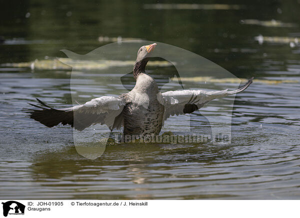 Graugans / greylag goose / JOH-01905