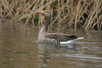 schwimmende Graugans