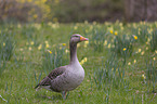 Graugans auf einer Wiese