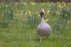 Graugans auf einer Wiese