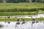 Graugnse im Wasser