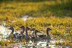 Graugnse im Wasser