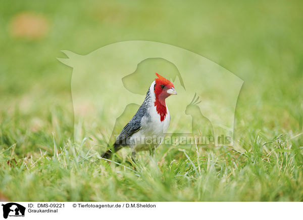 Graukardinal / red-crested Cardinal / DMS-09221
