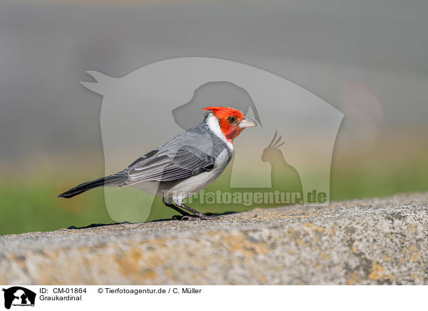Graukardinal / red-crested cardinal / CM-01864