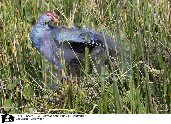 Graukopf-Purpurhuhn / Grey-headed swamphen / FF-12734