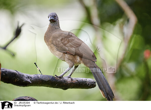 Graukopfguan / grey-headed chachalaca / JR-05394