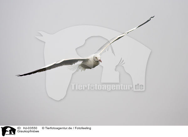 Graukopfmwe / grey-headed gull / HJ-03550