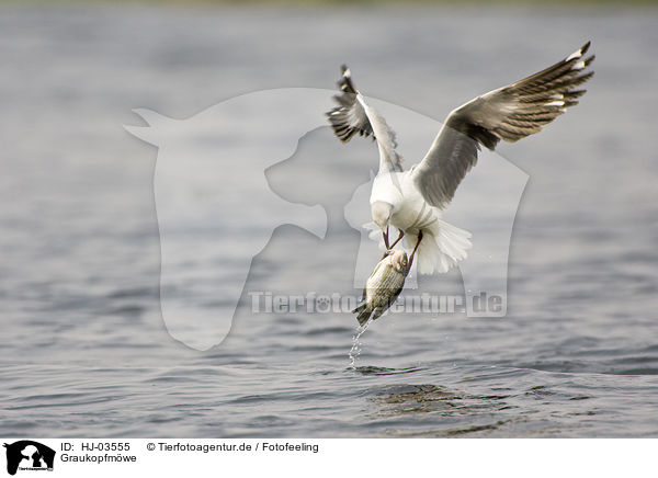 Graukopfmwe / grey-headed gull / HJ-03555